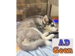 used Siberian Husky Female 3 months old for sale 